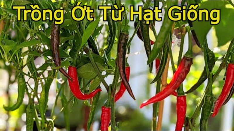 Cách Trồng Cây Nhãn Bằng Hạt: Từ Hạt Giống Đến Cây Trưởng Thành