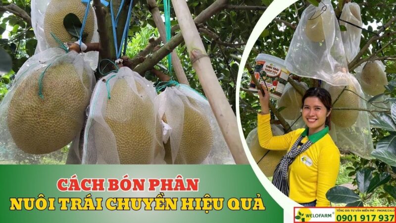 Cách Trồng Cây Mai Mau Lớn: Kỹ Thuật Chăm Sóc Và Bón Phân Chuyên Sâu
