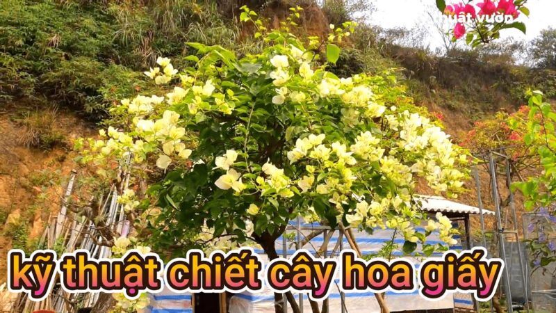 Cách Trồng Cây Sung Bằng Cành Chuẩn Nhất Đạt Tỷ Lệ Sống 99%