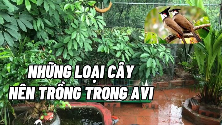 Nên Trồng Cây Gì Trong Aviary: Hướng Dẫn Chi Tiết Tạo Không Gian Sống Lý Tưởng Cho Chim