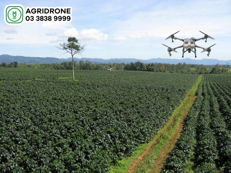 Máy bay phun thuốc là giải pháp hiện đại giúp phòng trừ sâu bệnh cho cây cà phê