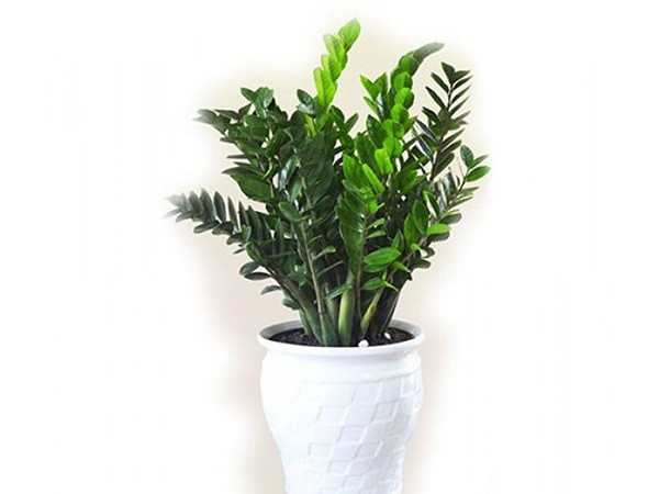 mệnh Hỏa Không Nên Trồng Cây Gì Để Hóa Giải Xung Khắc Phong Thủy Toàn Diện