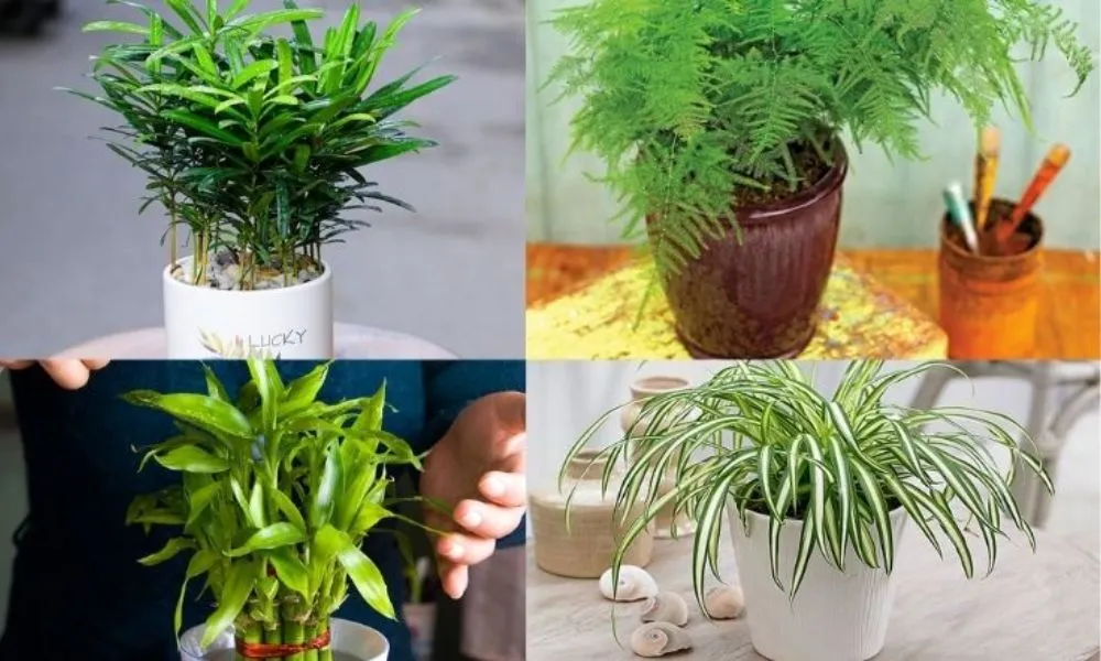 menh thuy nen trong cay gi truoc nha 12