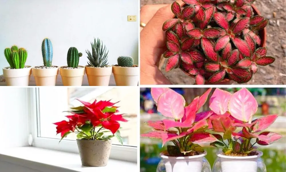 menh thuy nen trong cay gi truoc nha 13