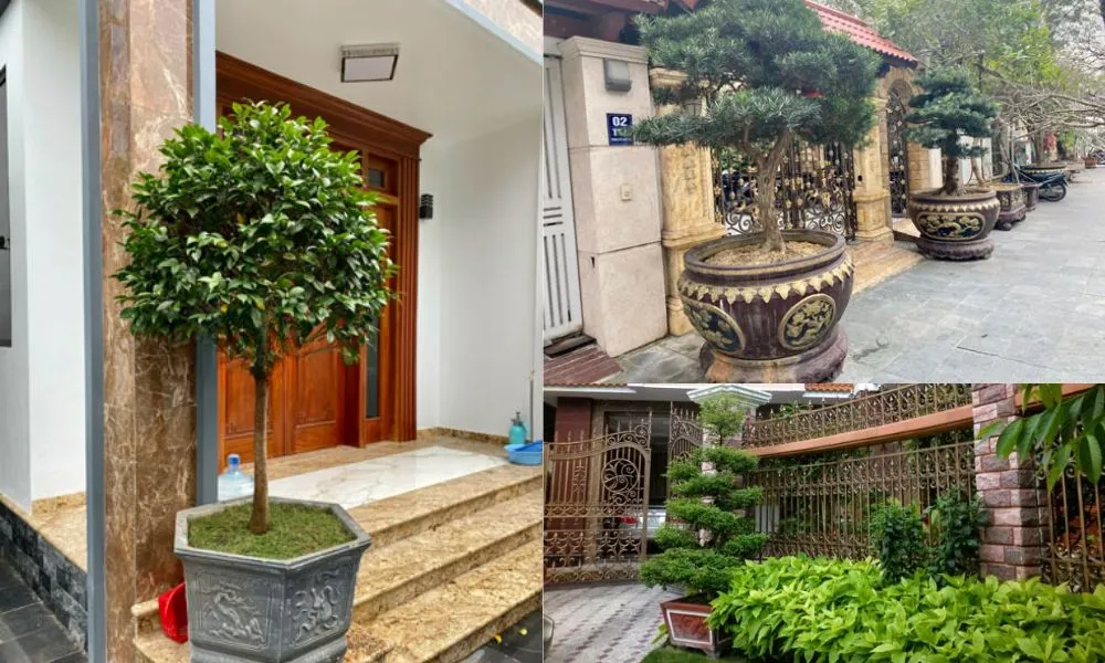 menh thuy nen trong cay gi truoc nha 2