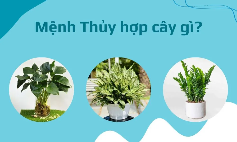 Mệnh Thủy nên trồng cây gì trước nhà