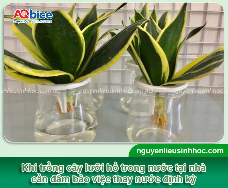 Mẹo chăm sóc cây lưỡi hổ trồng thủy sinh luôn xanh tốt