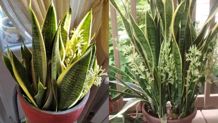Cách Trồng Cây Lưỡi Hổ Ra Hoa Đạt Tỷ Lệ Thành Công Cao