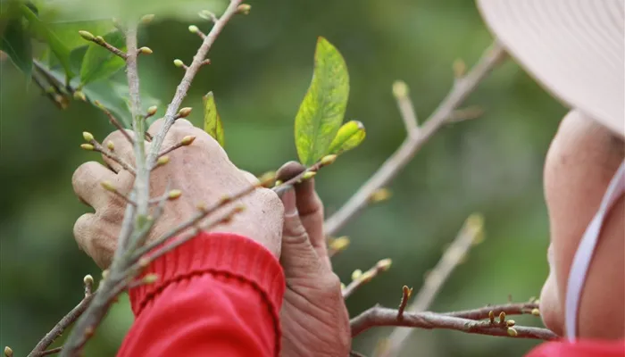 Mẹo chăm sóc mai đỏ nở đúng dịp Tết Nguyên Đán bằng cách tỉa lá và hãm nước