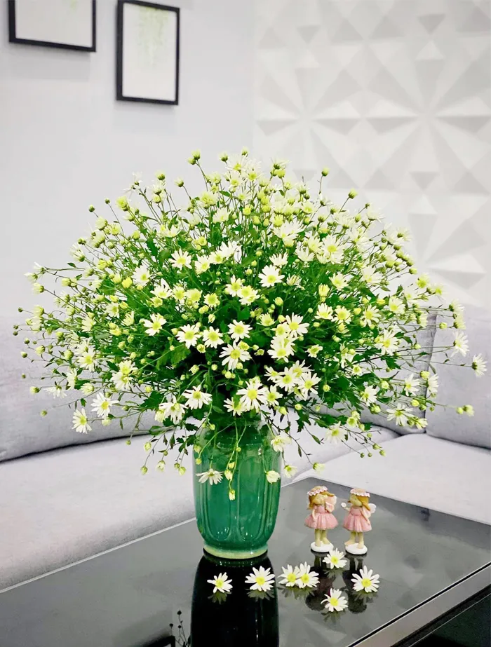 Mẹo giữ cúc họa mi tươi lâu sau khi cắt