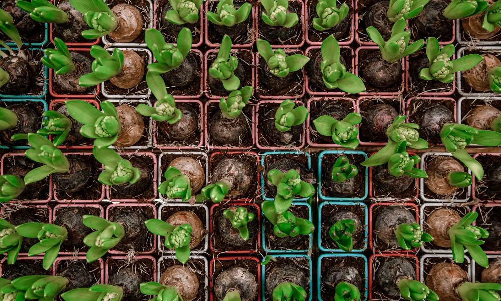 Mẹo Giữ Hoa Tulip Tươi Lâu Và Hướng Về Ánh Sáng