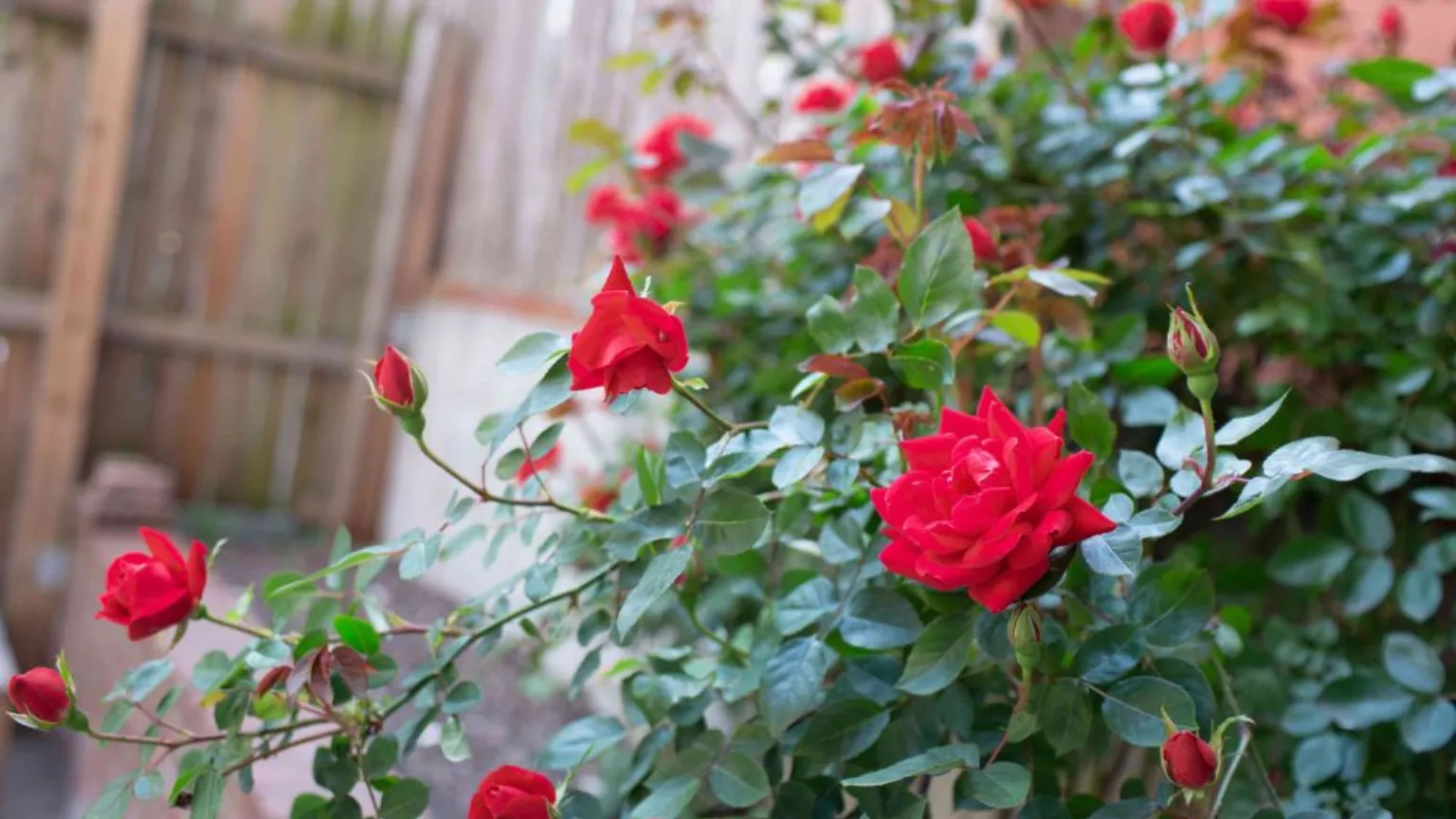 Mẹo giúp cây trồng chậu phát triển khỏe mạnh và bền màu