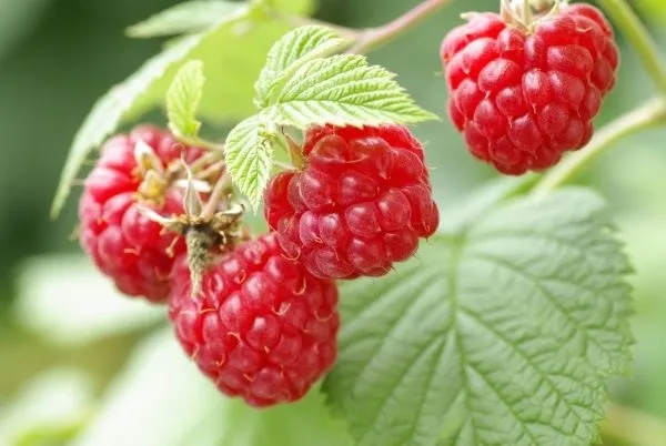 Mẹo nâng cao năng suất khi trồng cây mâm xôi từ hạt