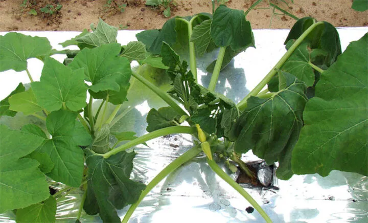 Minh họa bệnh héo xanh gây hại cây trồng, là thách thức trong cách trồng cây một lá bền vững