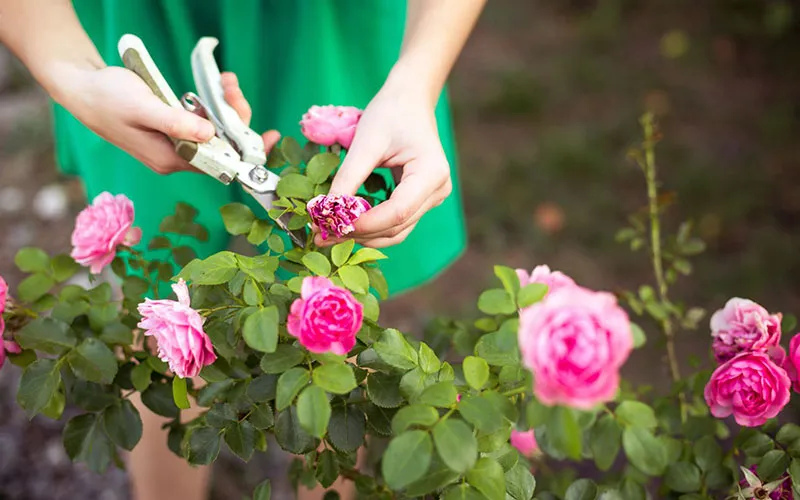 Minh họa kỹ thuật cắt tỉa hoa hồng để loại bỏ cành yếu và kích thích chồi mới.