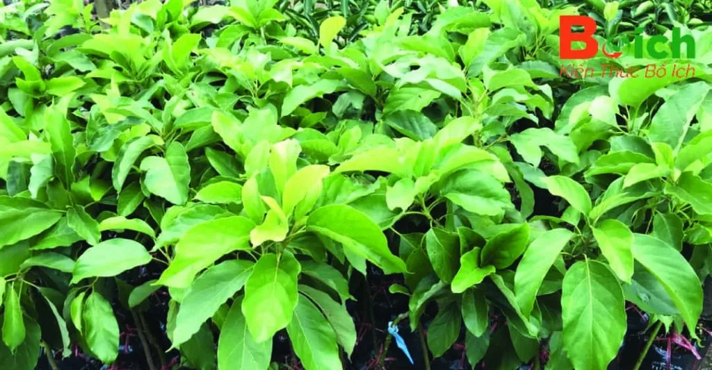 Minh họa kỹ thuật ghép cây bơ với vết cắt hình chữ V, cho thấy sự tiếp xúc giữa gốc ghép và cành ghép