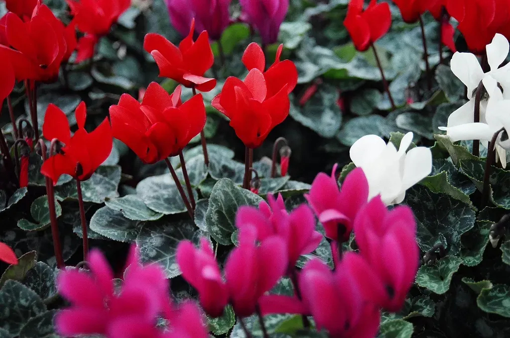 Minh họa kỹ thuật nhân giống hoa anh thảo bằng cách chia củ