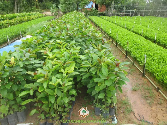 Minh họa mật độ trồng Gáo Vàng thích hợp cho mục đích kinh doanh lâu dài