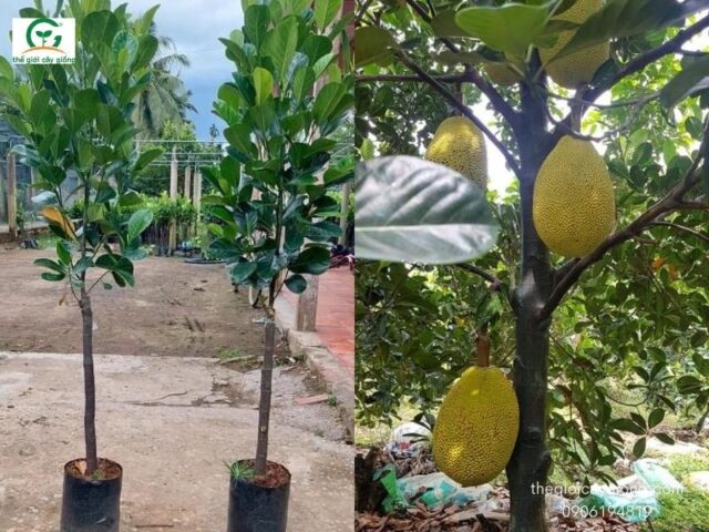 Kỹ Thuật Chuyên Sâu: Cách Chăm Sóc Cây Táo Đỏ Để Đạt Năng Suất Cao