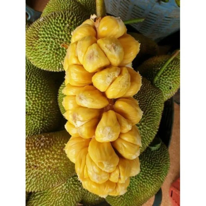 Mít tố nữ có hương thơm tự nhiên