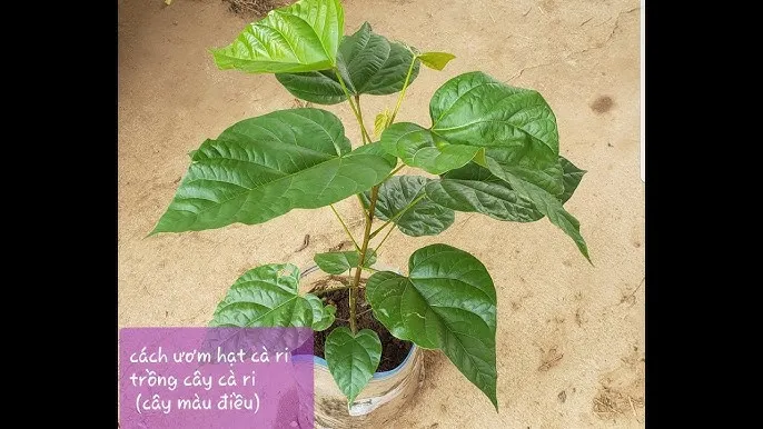 Mô hình canh tác thương mại với hàng cây cà ri đã trưởng thành, minh họa mật độ và khoảng cách trồng cây cà ri