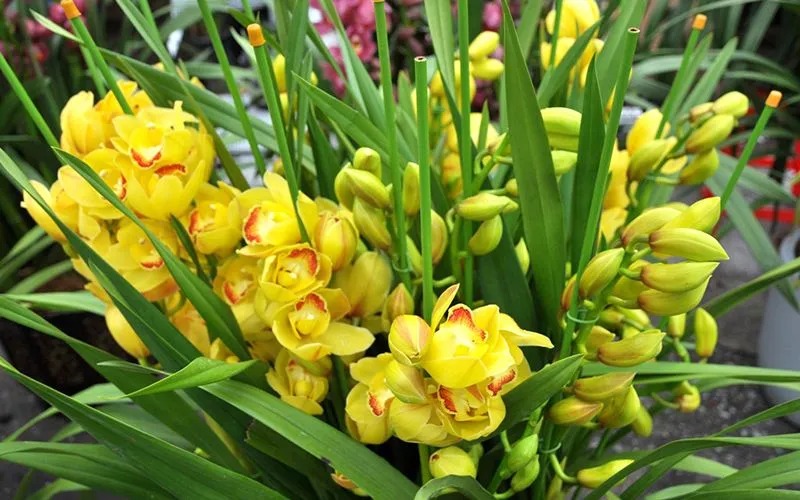 Mô hình chậu đất nung có lỗ thoát nước tối ưu cho rễ địa lan