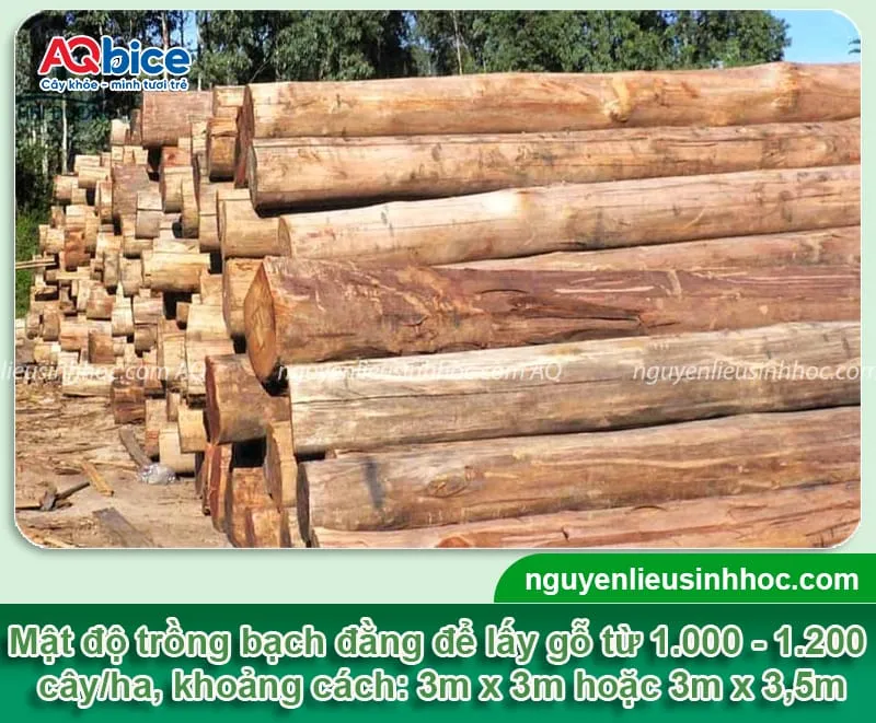 Mô hình khoảng cách trồng cây bạch đàn 3m x 3m để khai thác gỗ lớn