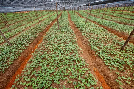 Mô hình làm luống và che chắn cho vườn trồng tam thất tại vùng núi cao