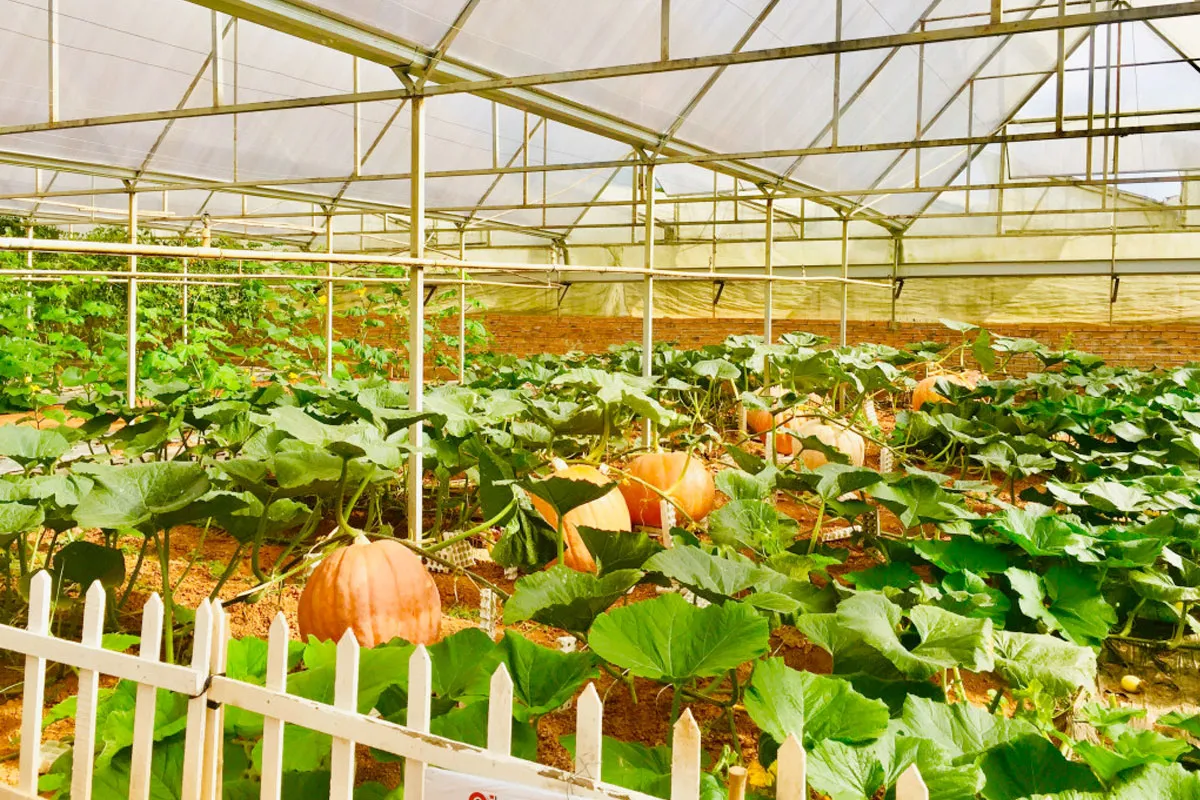 Mô hình nhà lưới bảo vệ khu vực trồng thử nghiệm giống bí ngô khổng lồ