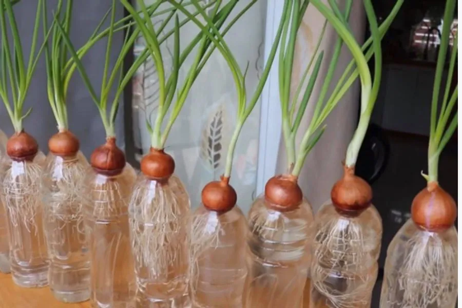 Mô hình trồng cây hành lá thủy canh đơn giản trong các vật dụng tại nhà