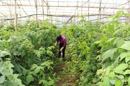 Mô hình trồng cây phúc bồn tử quy mô lớn tại Đà Lạt