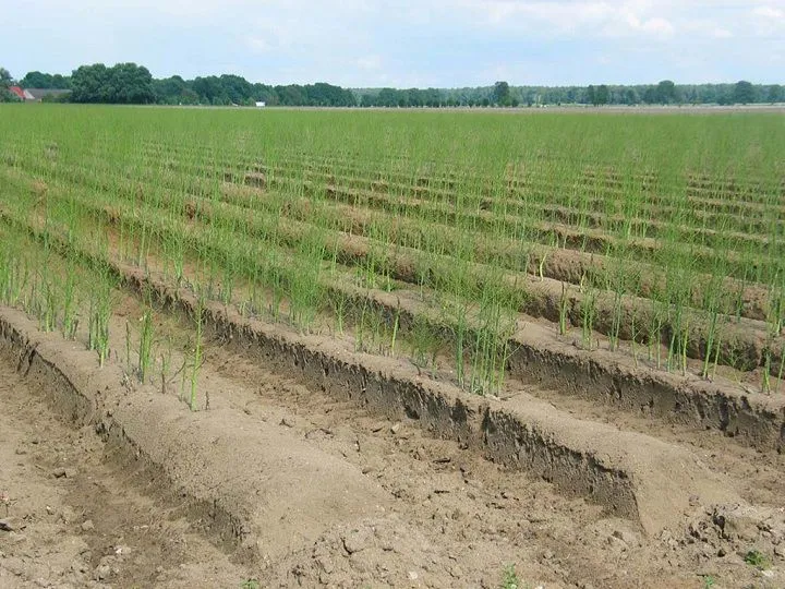 Mô hình trồng Măng Tây trên đất pha cát, loại cây chịu hạn mang lại lợi ích kinh tế cao