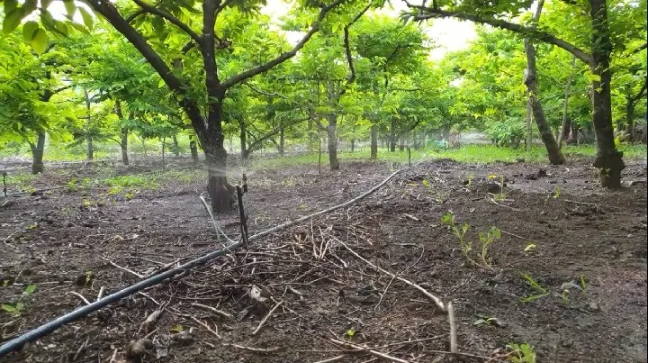 Mô hình trồng na với khoảng cách cây na đạt chuẩn, giúp cây phát triển đồng đều