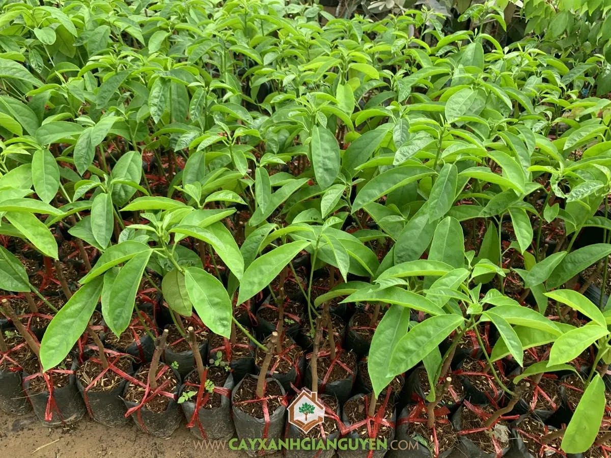 Mô hình trồng và chăm sóc cây dâu da xanh tại vườn, đảm bảo cây phát triển khỏe mạnh