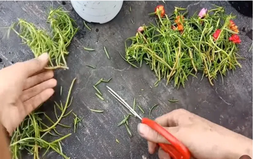 Mô tả các giống hoa mười giờ với nhiều màu sắc rực rỡ, giúp người trồng hoa mười giờ từ cành lựa chọn