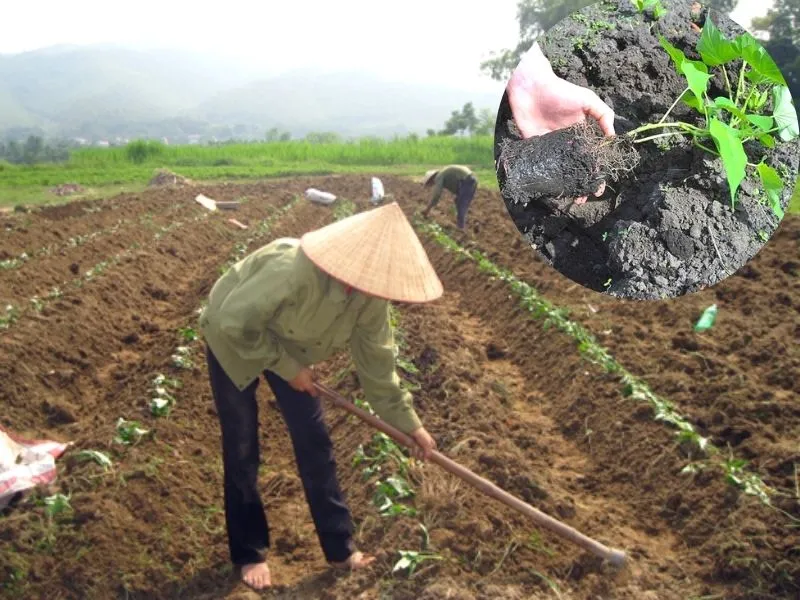 Mô tả cách trồng khoai lang từ thân cây (dây) giúp sinh trưởng đồng bộ cho quy mô thương mại