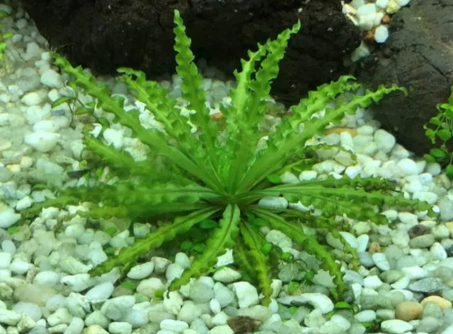 Mô tả cây sao nhỏ Pogostemon Helferi