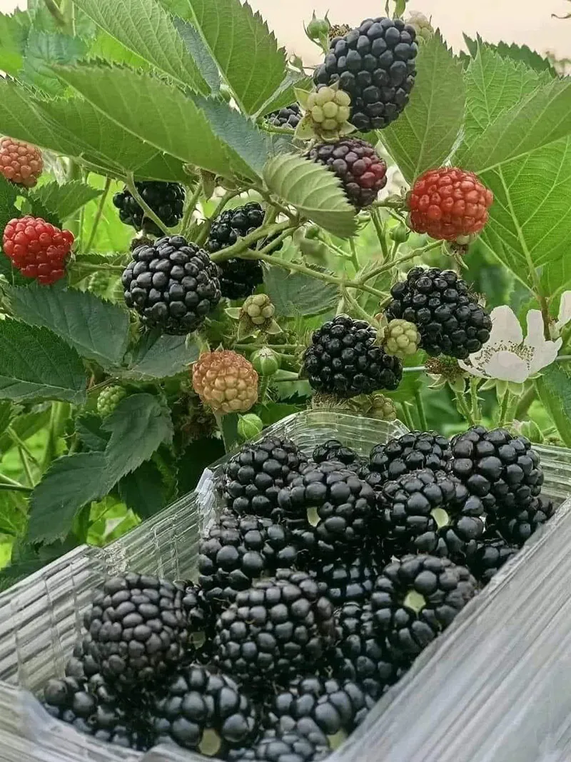 Mô tả chi tiết các bước cắt tỉa thân cây mâm xôi đã ra quả