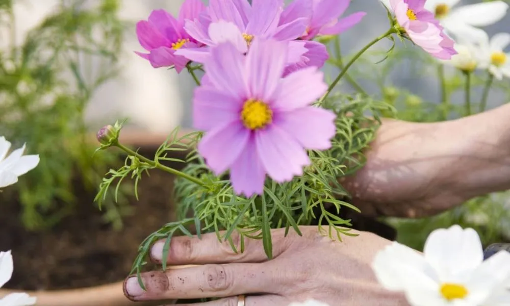 Mô tả chi tiết cách trồng hoa sao nhái vào luống đất chuẩn kỹ thuật