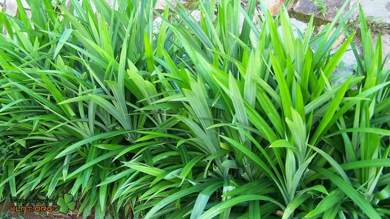 Mô tả chi tiết đặc điểm sinh trưởng của cây lá dứa nếp nhiệt đới