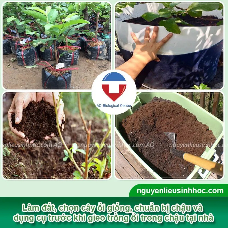 Mô tả cụ thể nội dung hình bằng tiếng Việt, Cần chuẩn bị đất trồng, phân bón, thời gian gieo trồng cũng như hạt giống, cây giống phù hợp với cách trồng cây ổi trong chậu
