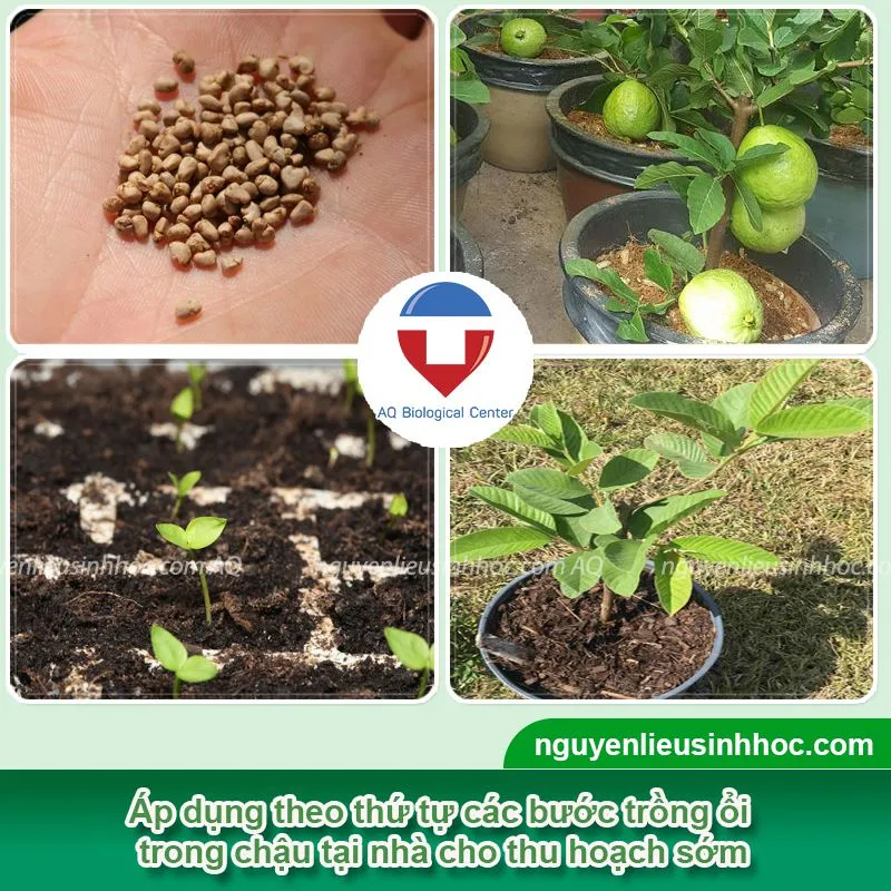 Mô tả cụ thể nội dung hình bằng tiếng Việt, Thực hiện gieo trồng hạt ổi, chăm sóc cho cây nhanh lớn, tưới nước và bón phân đầy đủ theo hướng dẫn cách trồng cây ổi trong chậu