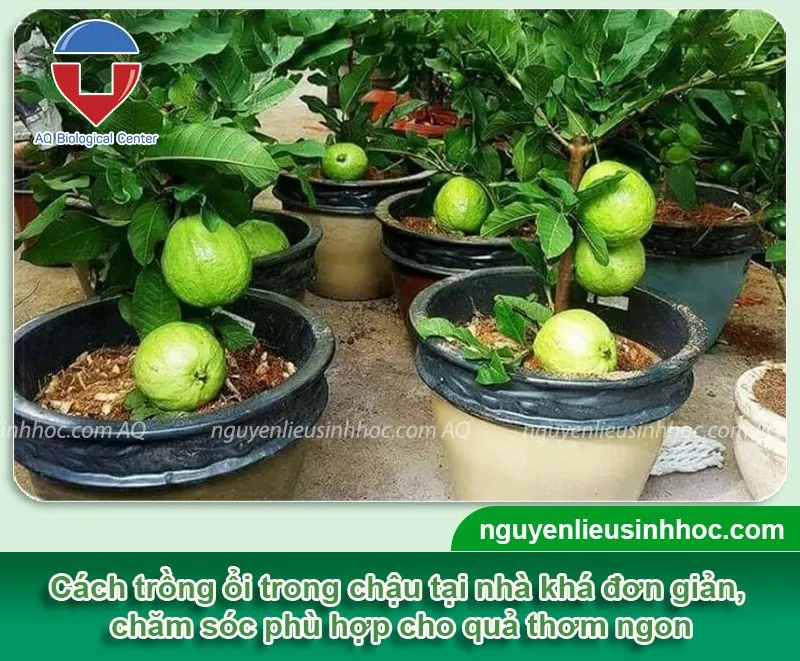 Mô tả cụ thể nội dung hình bằng tiếng Việt, Tổng quan về một chậu cây ổi đang ra trái sai trĩu cành, thể hiện cách trồng cây ổi trong chậu thành công
