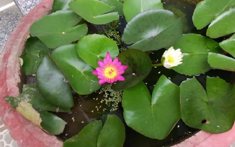 Mô tả đặc điểm sen nhật mini nở bông nhỏ xinh với đa dạng màu sắc