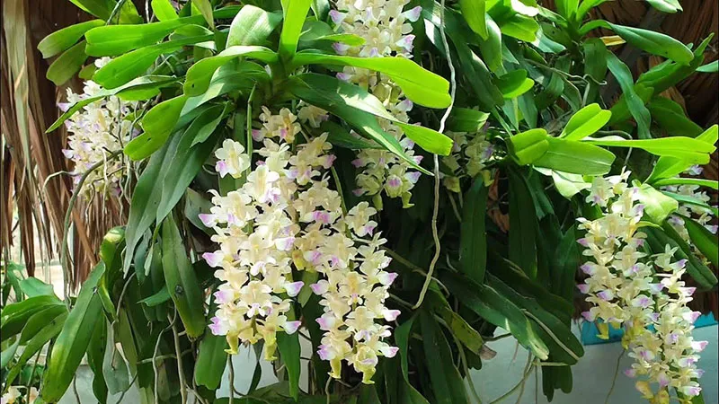 Mô tả đặc điểm và vẻ đẹp rực rỡ của chùm hoa lan Giáng Hương Tam Bảo Sắc