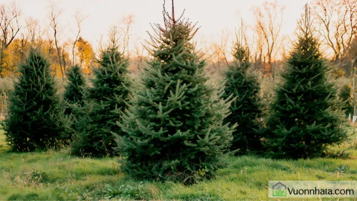 Mô tả đặc tính hình thái và môi trường sống của cây thông Noel