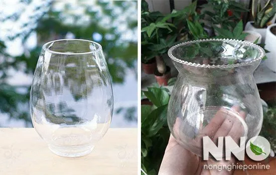 Mô tả hình ảnh một bình thủy tinh đơn giản dùng để trồng cây kim tiền thủy sinh