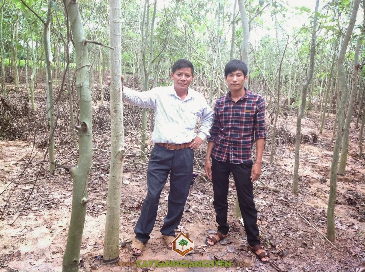 Mô tả hố trồng và quy trình đặt cây Osaka Vàng lớn để đảm bảo sự phát triển