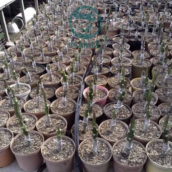 Mô tả kỹ thuật giâm cành hoa sứ thái vào giá thể ẩm, thoáng khí