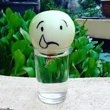 Mô tả kỹ thuật trồng cây hành tây thủy canh trong ly thủy tinh, tập trung vào cách chọn củ giống và mực nước phù hợp.